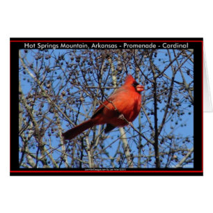 Hot Springs Mountain Promenade Cardinal Gifts