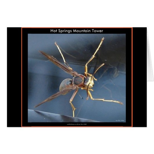 Hot Springs Mountain Wasp Gift & Aparel (Front Horizontal)