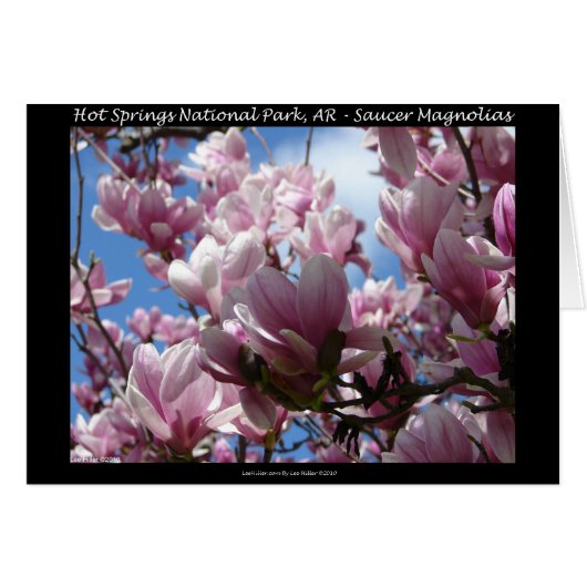 Hot Springs National Park AR Saucer Magnoia Gifts (Front Horizontal)