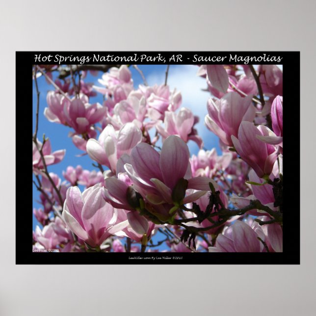 Hot Springs National Park AR Saucer Magnoia Poster (Front)