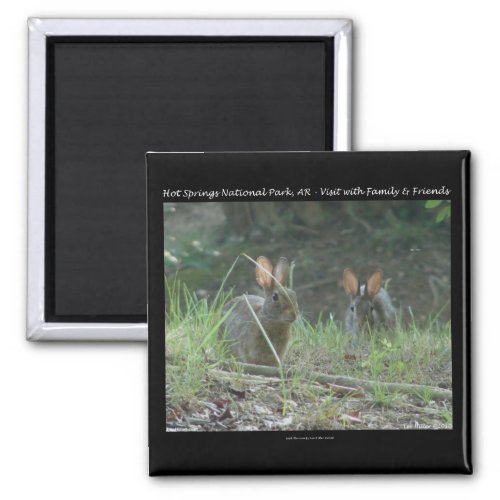 Hot Springs National Park AR  Wild Rabbits Gifts Magnet