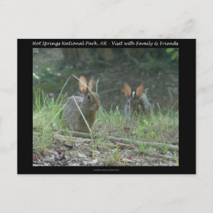 Hot Springs National Park, AR Wild Rabbits Gifts Postcard