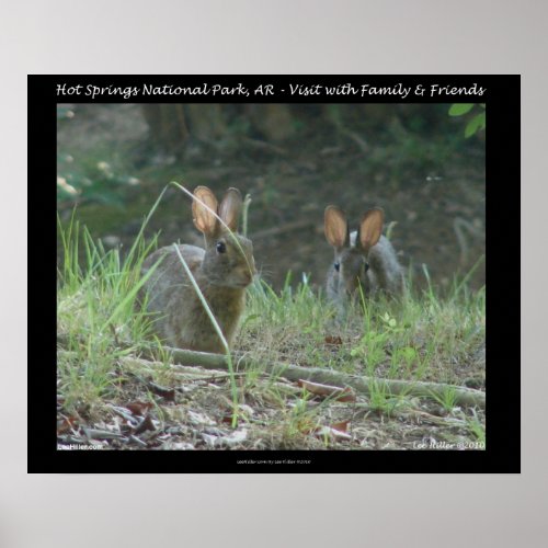 Hot Springs National Park AR  Wild Rabbits Gifts Poster