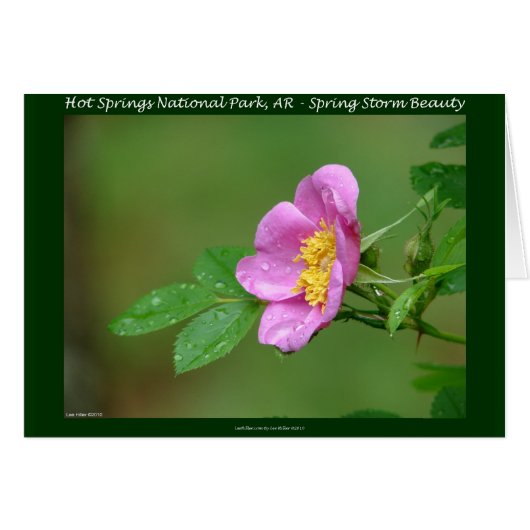 Hot Springs National Park, AR Wild Rose Gifts (Front Horizontal)