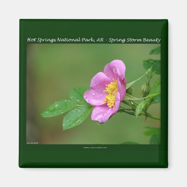 Hot Springs National Park, AR  Wild Rose Gifts Magnet (Front)