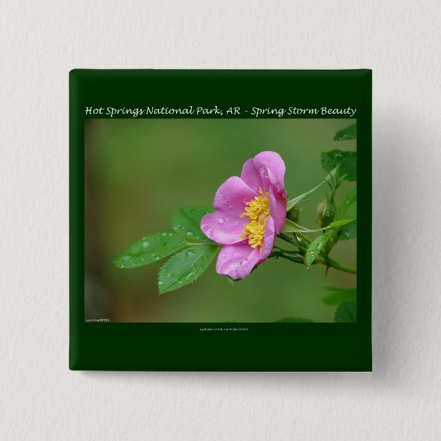 Hot Springs National Park, AR  Wild Rose Gifts Pinback Button (Front)