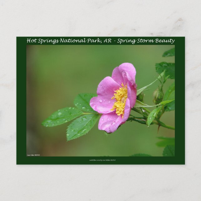 Hot Springs National Park, AR  Wild Rose Gifts Postcard (Front)