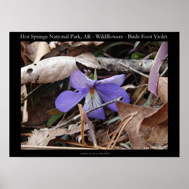 Hot Springs National Park, AR Wild Violet Poster (Front)