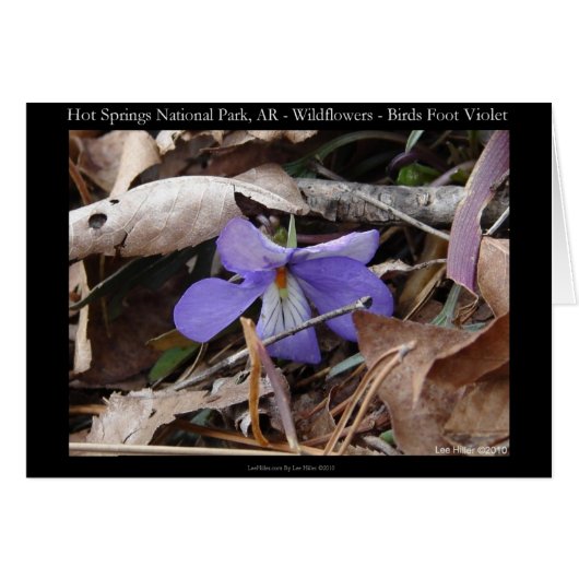 Hot Springs National Park, AR Wild Violets Gifts (Front Horizontal)