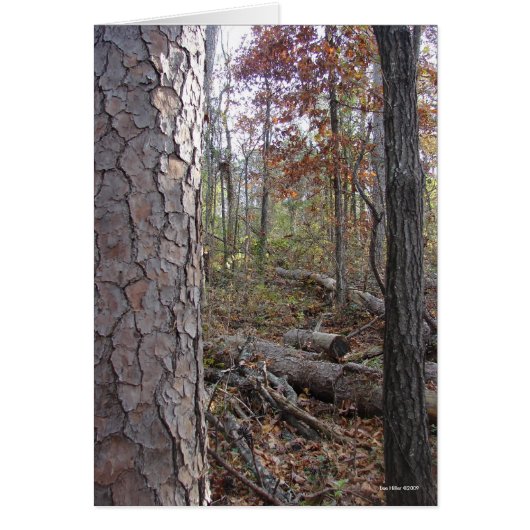 Hot Springs National Park Mt., AR Peak Trail Cards (Front)