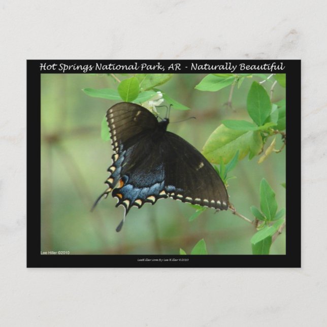 Hot Springs National Park Swallowtail Butterfly Postcard (Front)