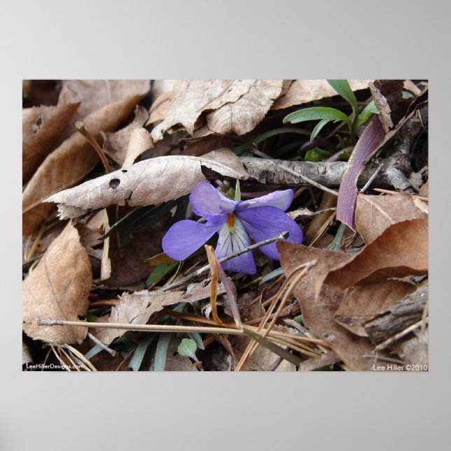 Hot Springs National Park Wildflower by Lee Hiller Poster (Front)