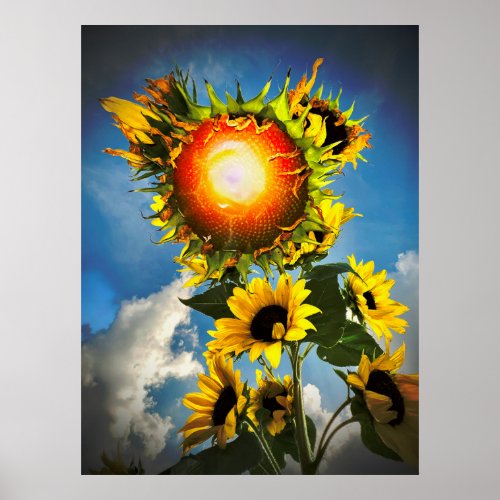 Hot Sunflower Poster