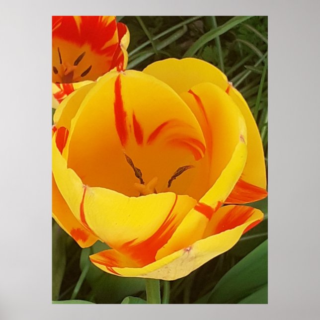 Hot Yellow Tulip Poster (Front)