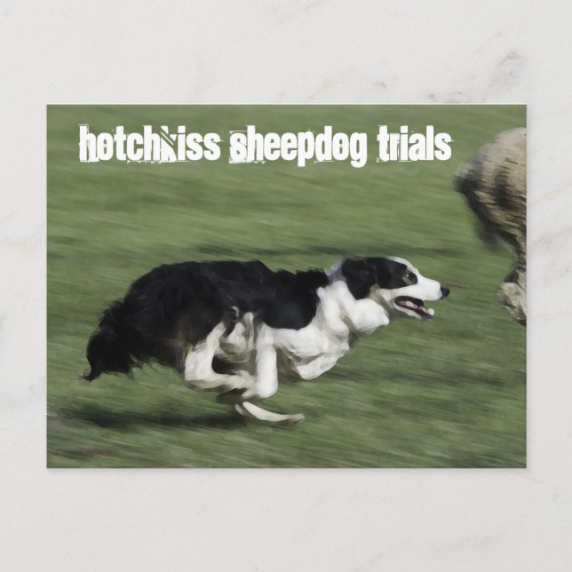 Hotchkiss Sheepdog Trials Postcard (Front)