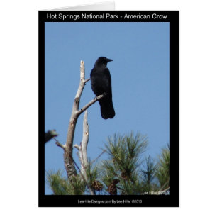 Hots Springs National Park, AR - American Crow