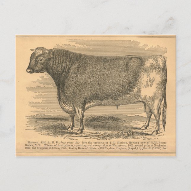 Hotspur, First Prize Bull at Utica, 1863 Postcard (Front)
