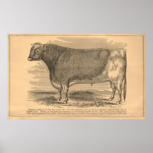 Hotspur First Prize Bull at Utica 1863 Poster