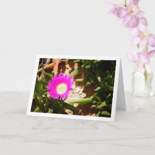 Hottentot Fig Ground Creeping Ice Plant Card