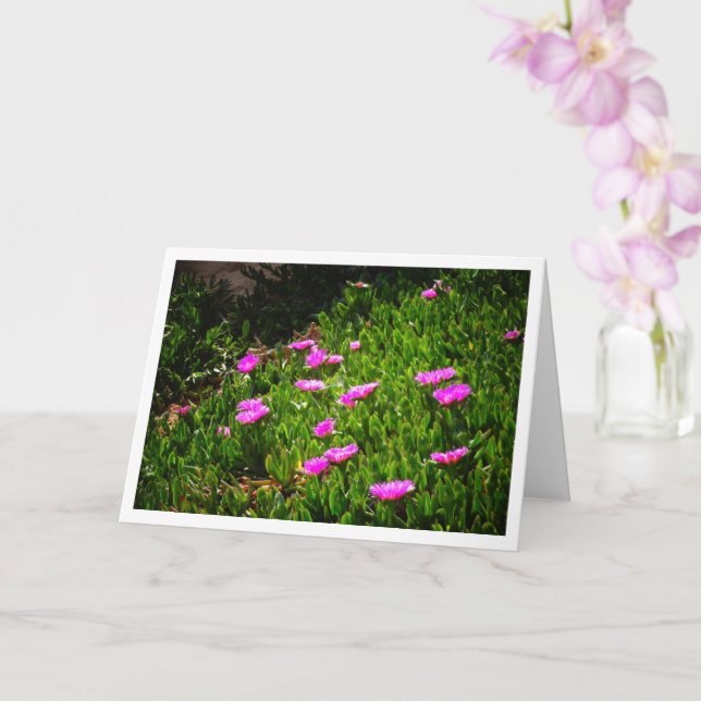 Hottentot Fig Ground Creeping Ice Plant Card (Orchid)
