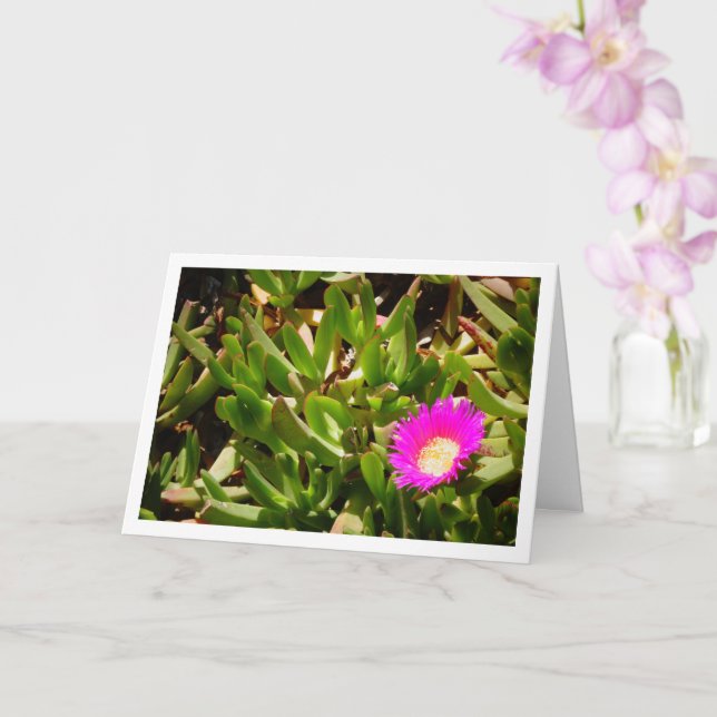 Hottentot Fig Ground Creeping Ice Plant Card (Orchid)