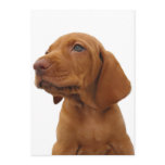 Hound Dog Invitation