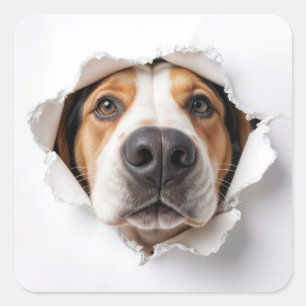 Hound Dog Peeking Through Torn Paper Hole Square Sticker