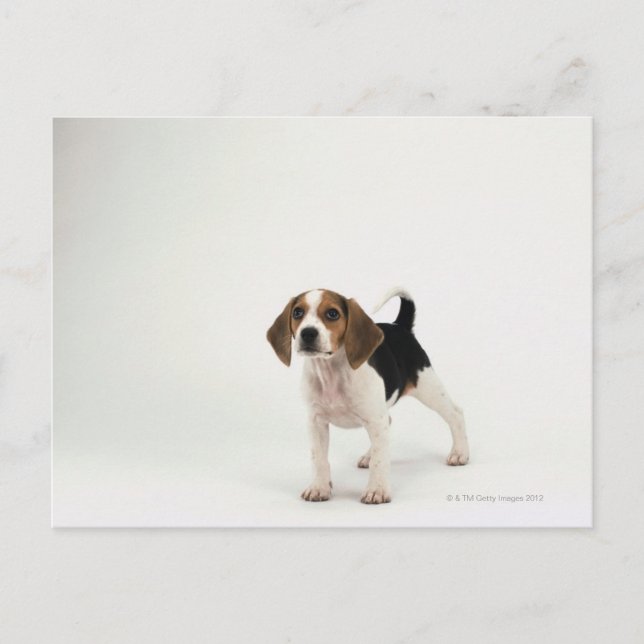 Hound Dog Postcard (Front)