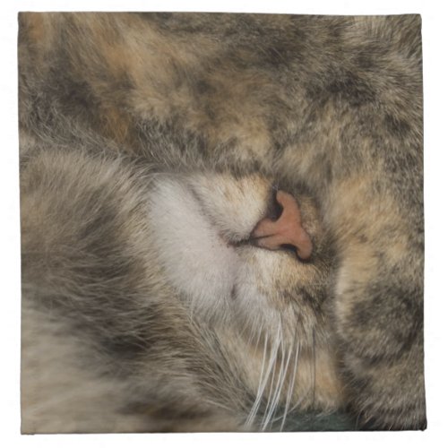 House cat covering eyes while sleeping cloth napkin