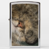 Persian Cat, Felis catus, Brown Tabby, Kitten, Zippo Lighter | Zazzle