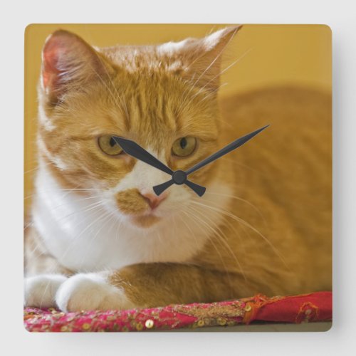 House cat square wall clock