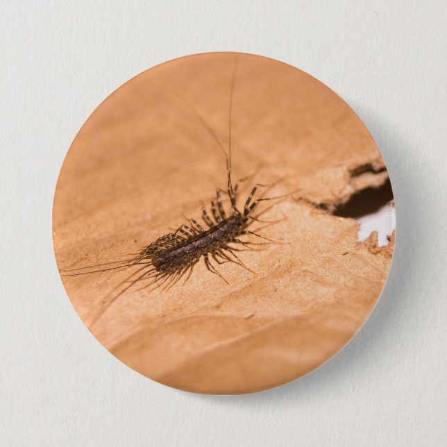 House Centipede Button (Front)