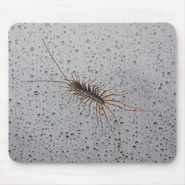 HOUSE CENTIPEDE. MOUSE PAD (Front)