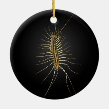 House Centipede Scutigera Coleoptrata Ceramic Ornament by amazinganimals at Zazzle