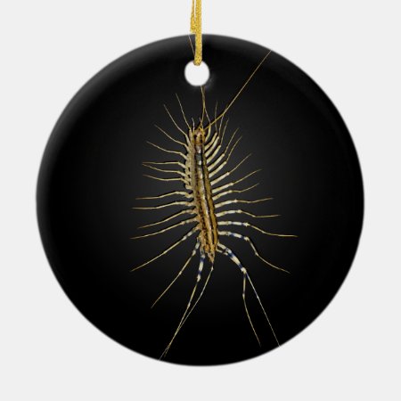 House Centipede Scutigera Coleoptrata Ceramic Ornament