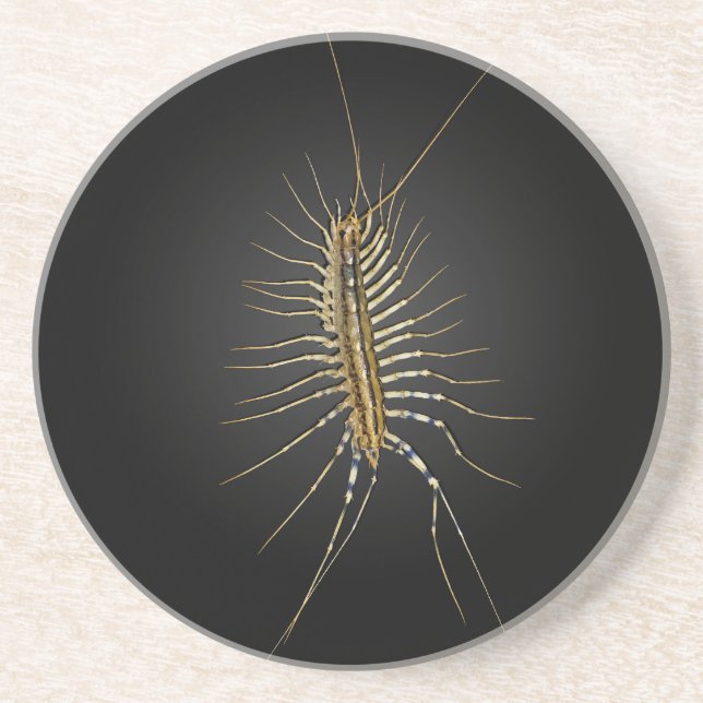 House Centipede Scutigera Coleoptrata Coaster (Front)