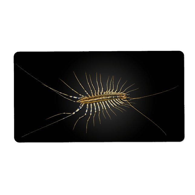 House Centipede Scutigera Coleoptrata Label (Front)