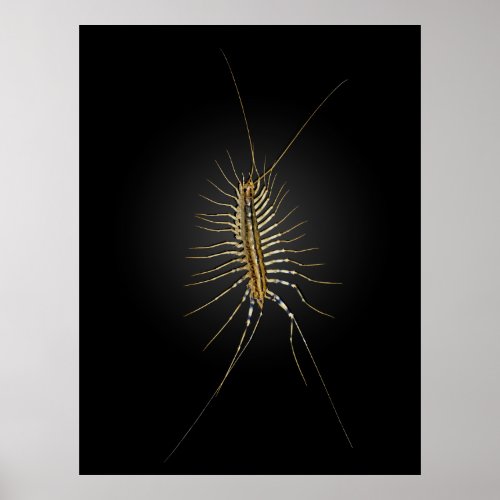 House Centipede Scutigera Coleoptrata Poster