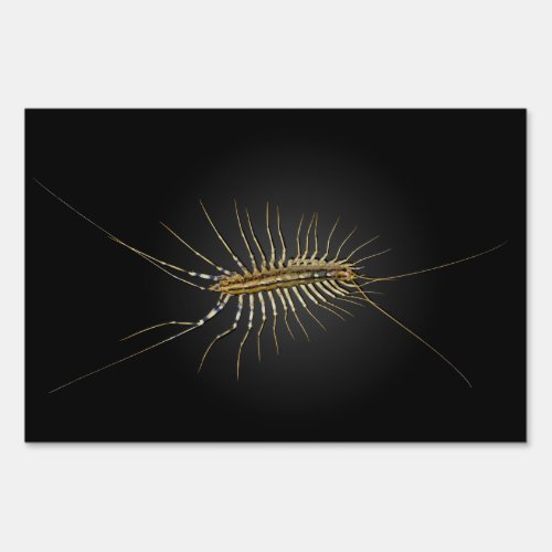 House Centipede Scutigera Coleoptrata Sign