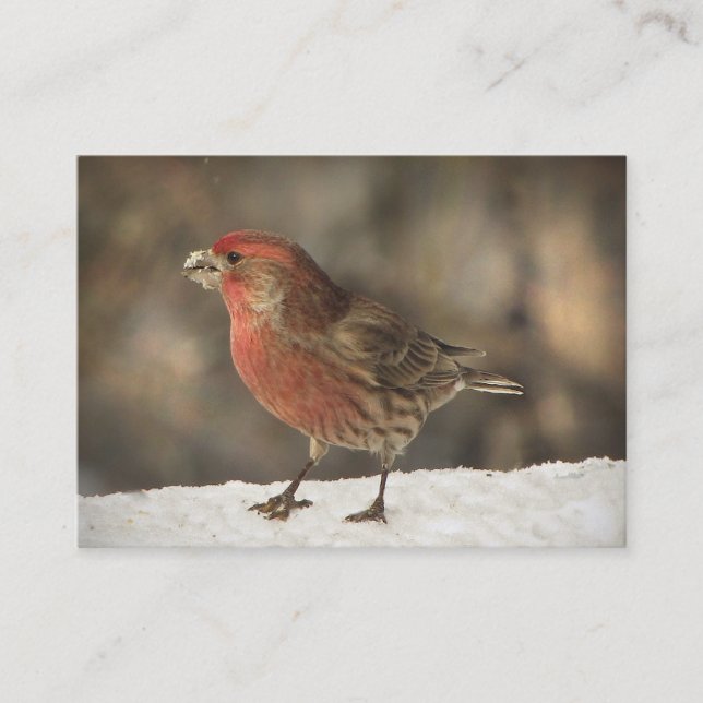 House Finch ATC Business Card (Front)