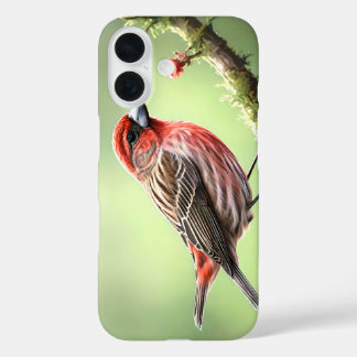 HOUSE FINCH BIRD AVIAN BACKYARD iPhone 16 CASE