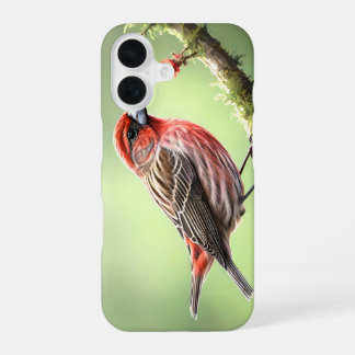 HOUSE FINCH BIRD AVIAN BACKYARD iPhone 16 CASE