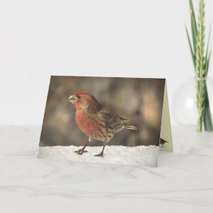 House Finch Birthday Card