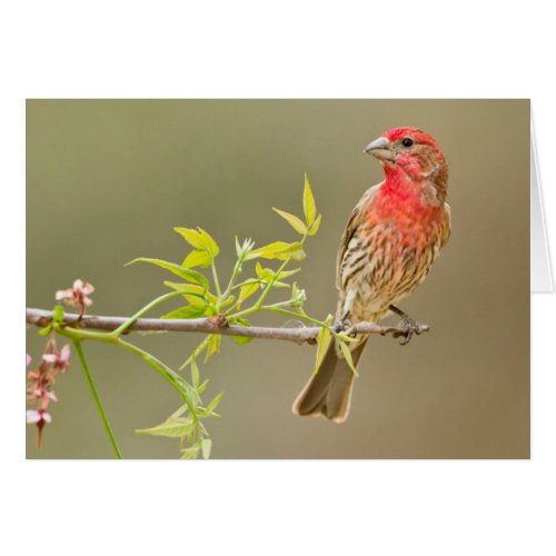House Finch Carpodacus Mexicanus Male Perched