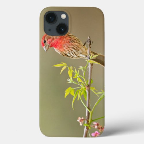 House Finch Carpodacus Mexicanus Male Perched iPhone 13 Case