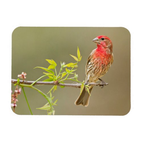 House Finch Carpodacus Mexicanus Male Perched Magnet