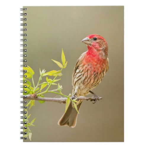 House Finch Carpodacus Mexicanus Male Perched Notebook