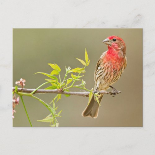 House Finch Carpodacus Mexicanus Male Perched Postcard
