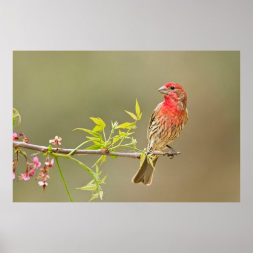 House Finch Carpodacus Mexicanus Male Perched Poster
