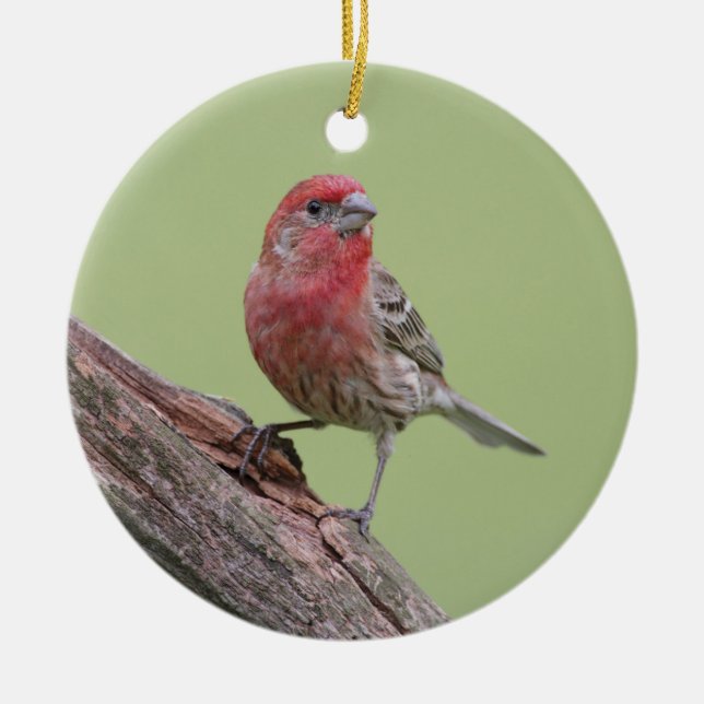 House Finch Ceramic Ornament (Front)